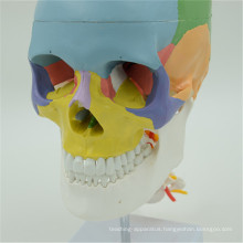 Premium quality anatomical adult skull model 22-part